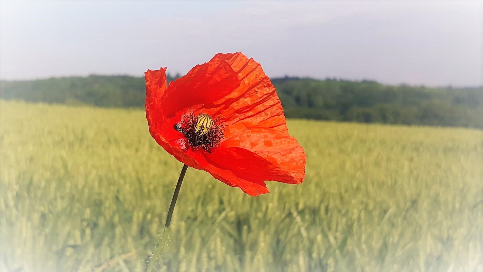 Einsamer Mohn im Feld - Photos by FC - Jeannette Dewald