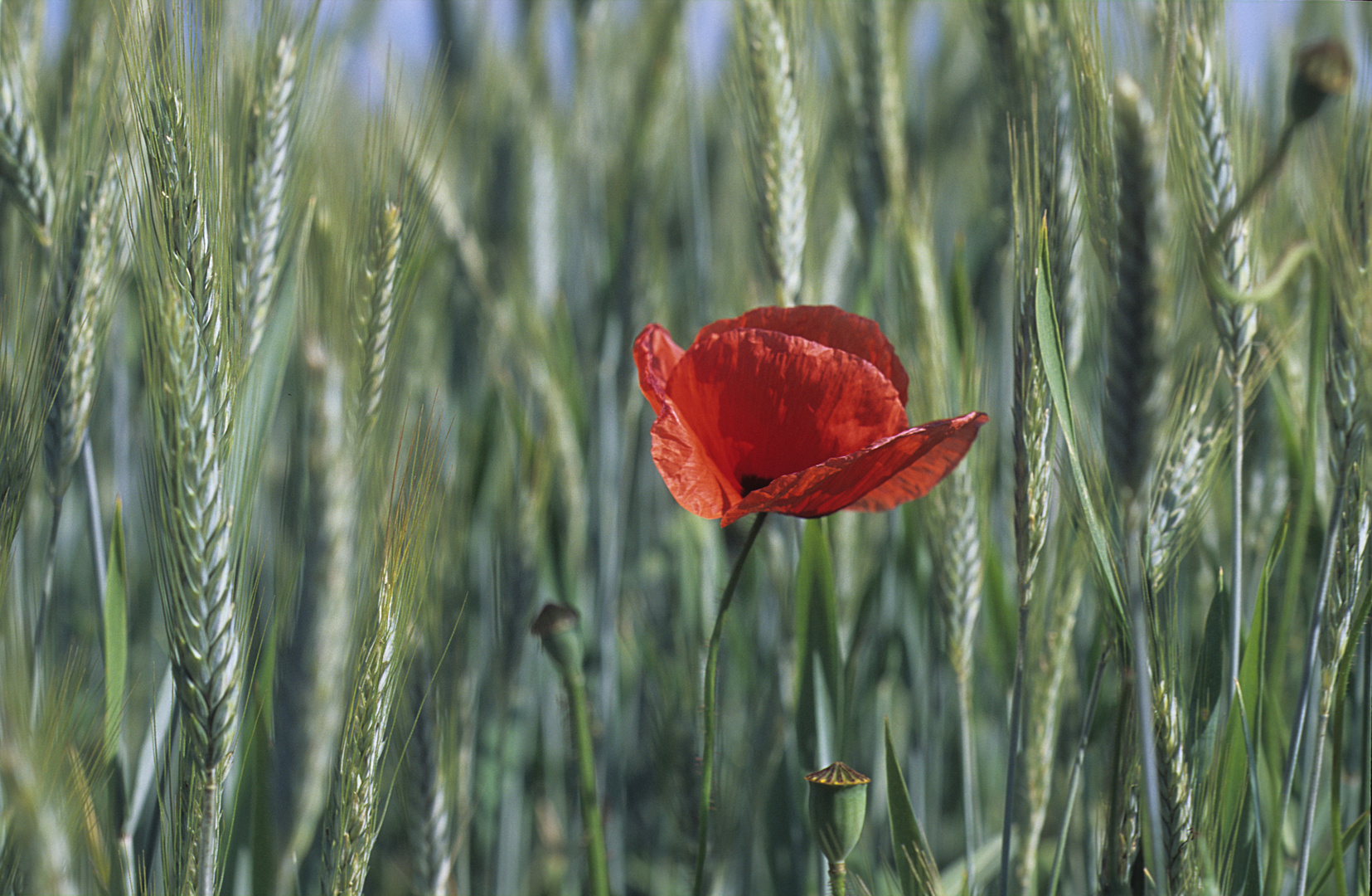 Einsamer Mohn im Getreidefeld