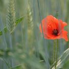 Einsamer Mohn im Getreidefeld - schüchterne Schönheit