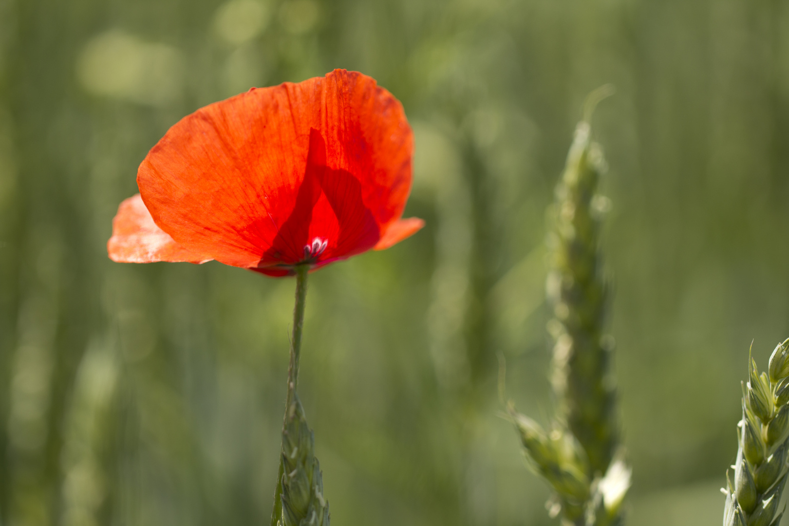 Einsamer Mohn im Kornfeld