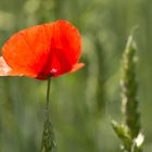 Einsamer Mohn im Kornfeld