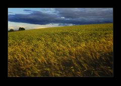 Einsamer Mohn im Wind