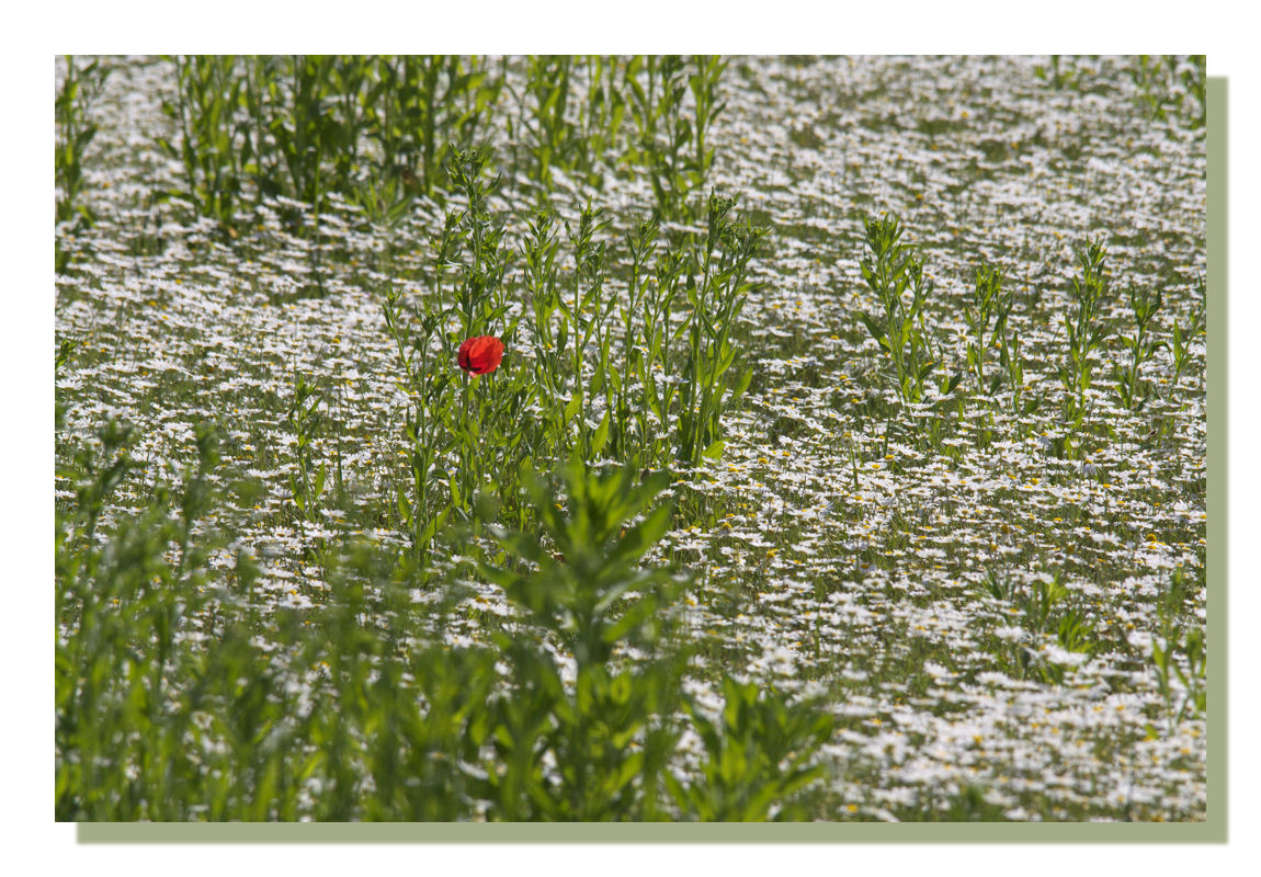 Einsamer Mohn in einem Meer aus Kamille-Blüten