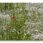 Einsamer Mohn in einem Meer aus Kamille-Blüten