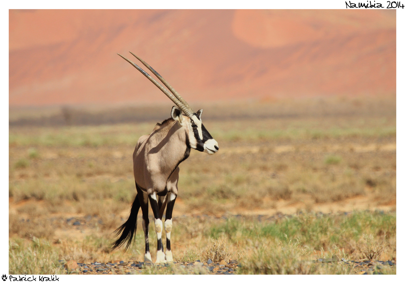 Einsamer Oryx....