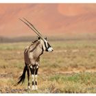 Einsamer Oryx....