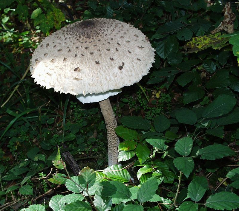 Einsamer Parasol