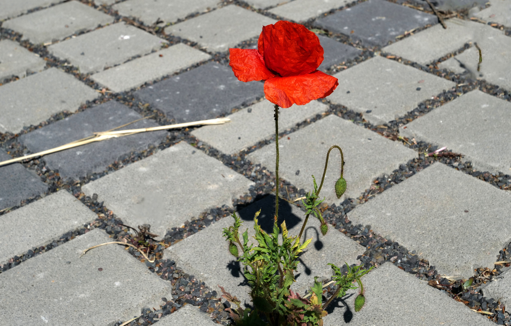         "Einsamer Parkplatz Mohn"