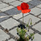         "Einsamer Parkplatz Mohn"