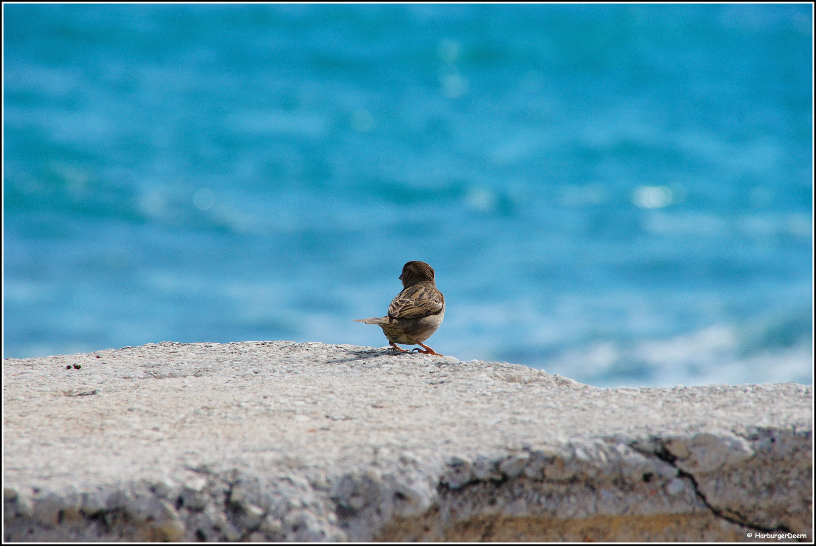 Einsamer ,, Pieper '' am Meer..........