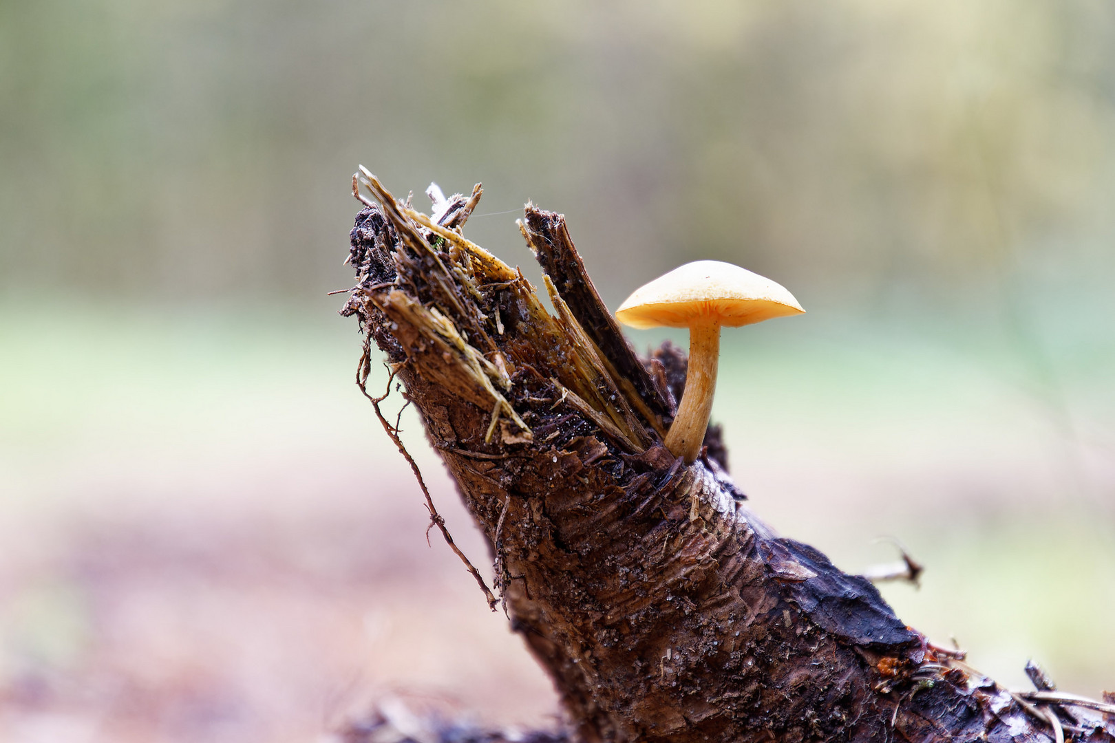 Einsamer Pilz