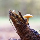 Einsamer Pilz