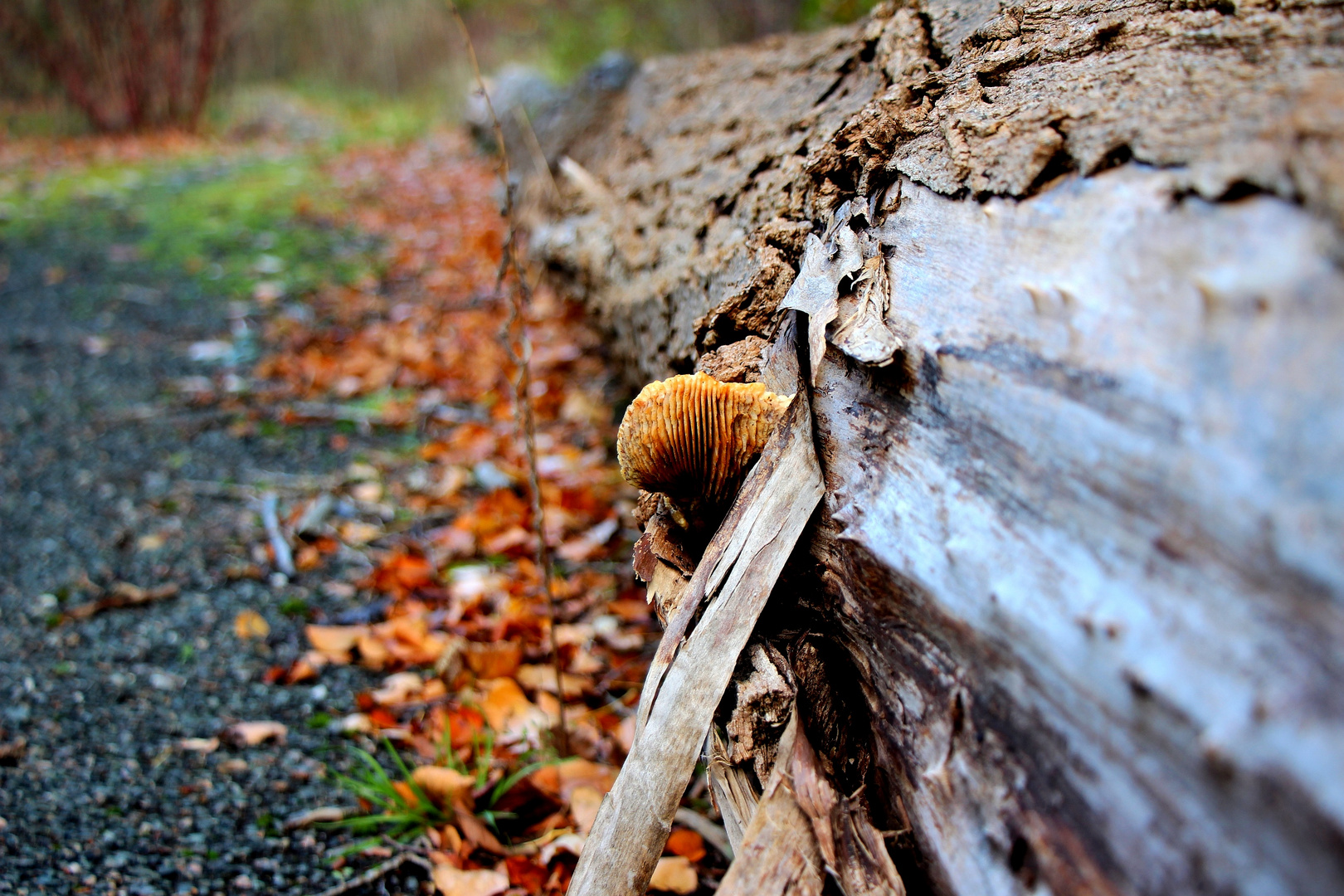 Einsamer Pilz