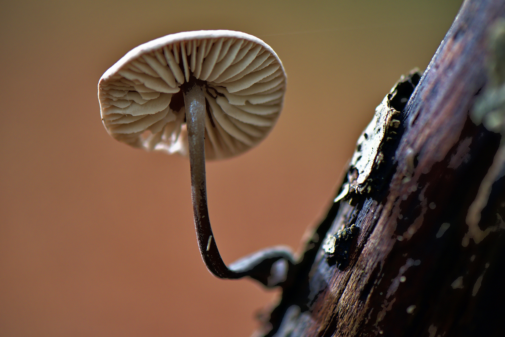 einsamer Pilz