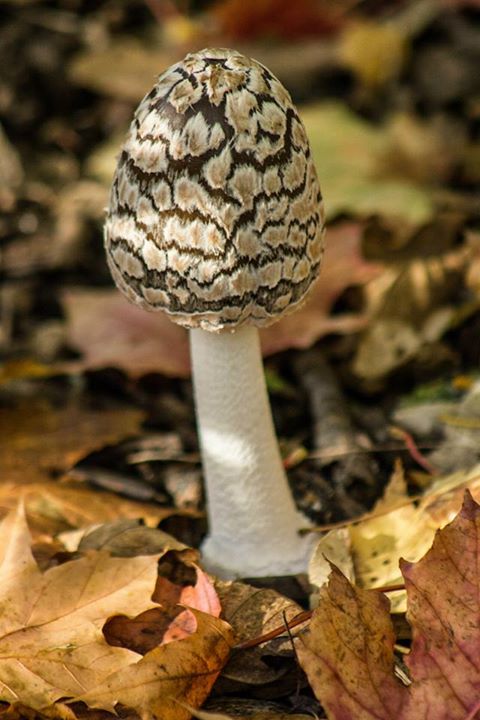 einsamer Pilz