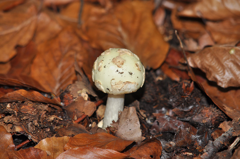 Einsamer Pilz