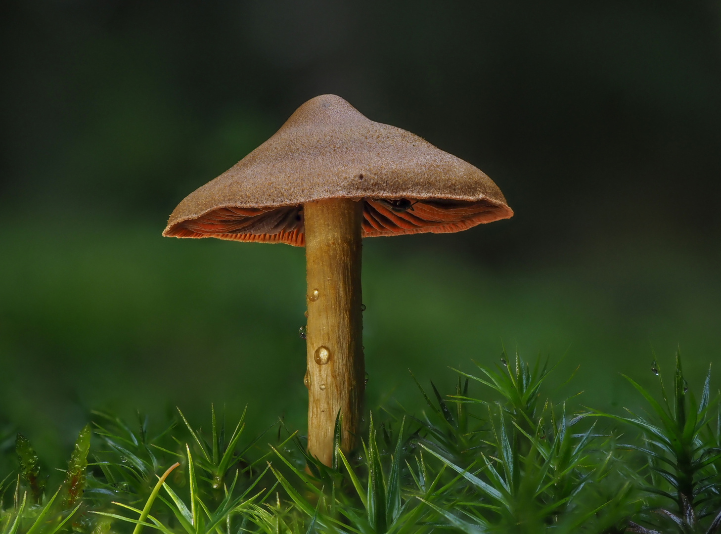 Einsamer Pilz