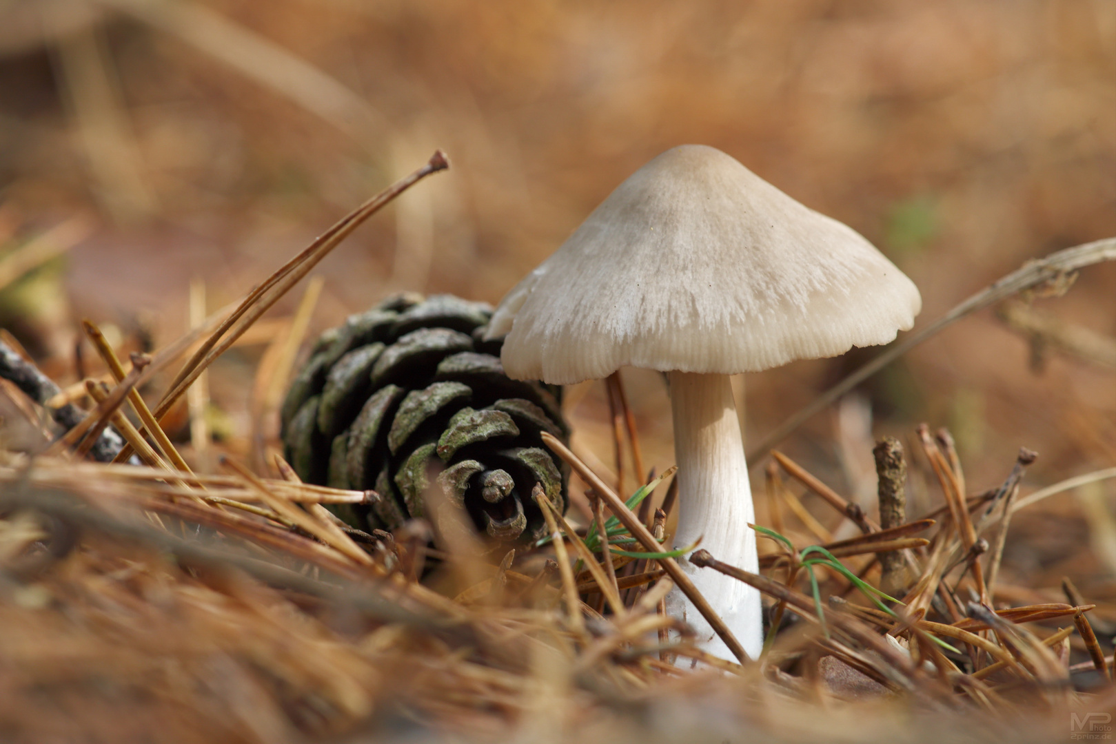 Einsamer Pilz