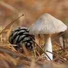 Einsamer Pilz