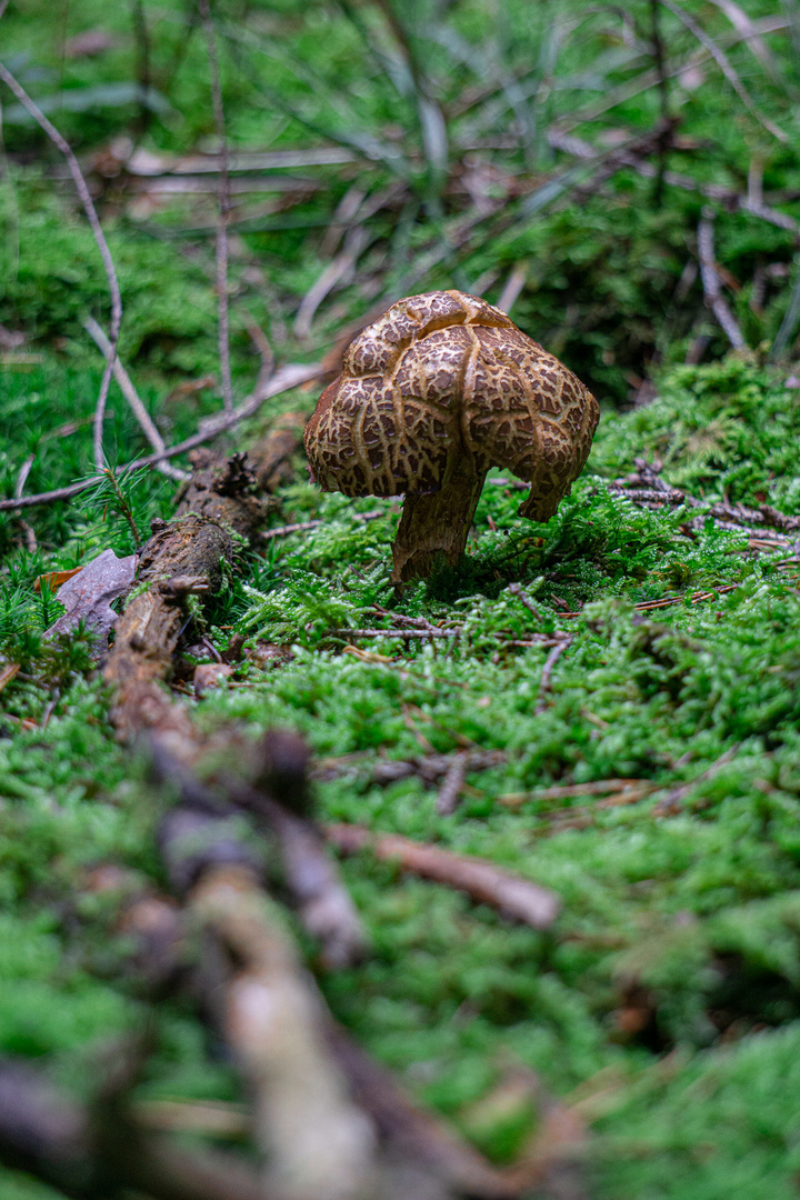 Einsamer Pilz ;-)