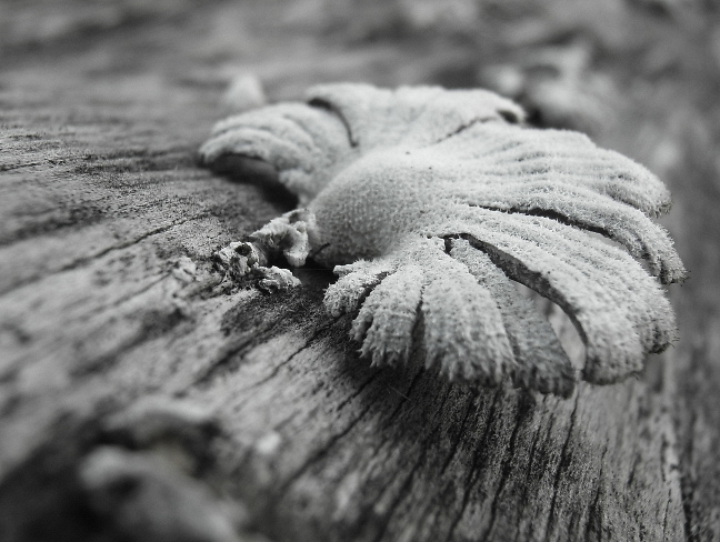 Einsamer Pilz auf totem Lagerholz