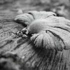 Einsamer Pilz auf totem Lagerholz