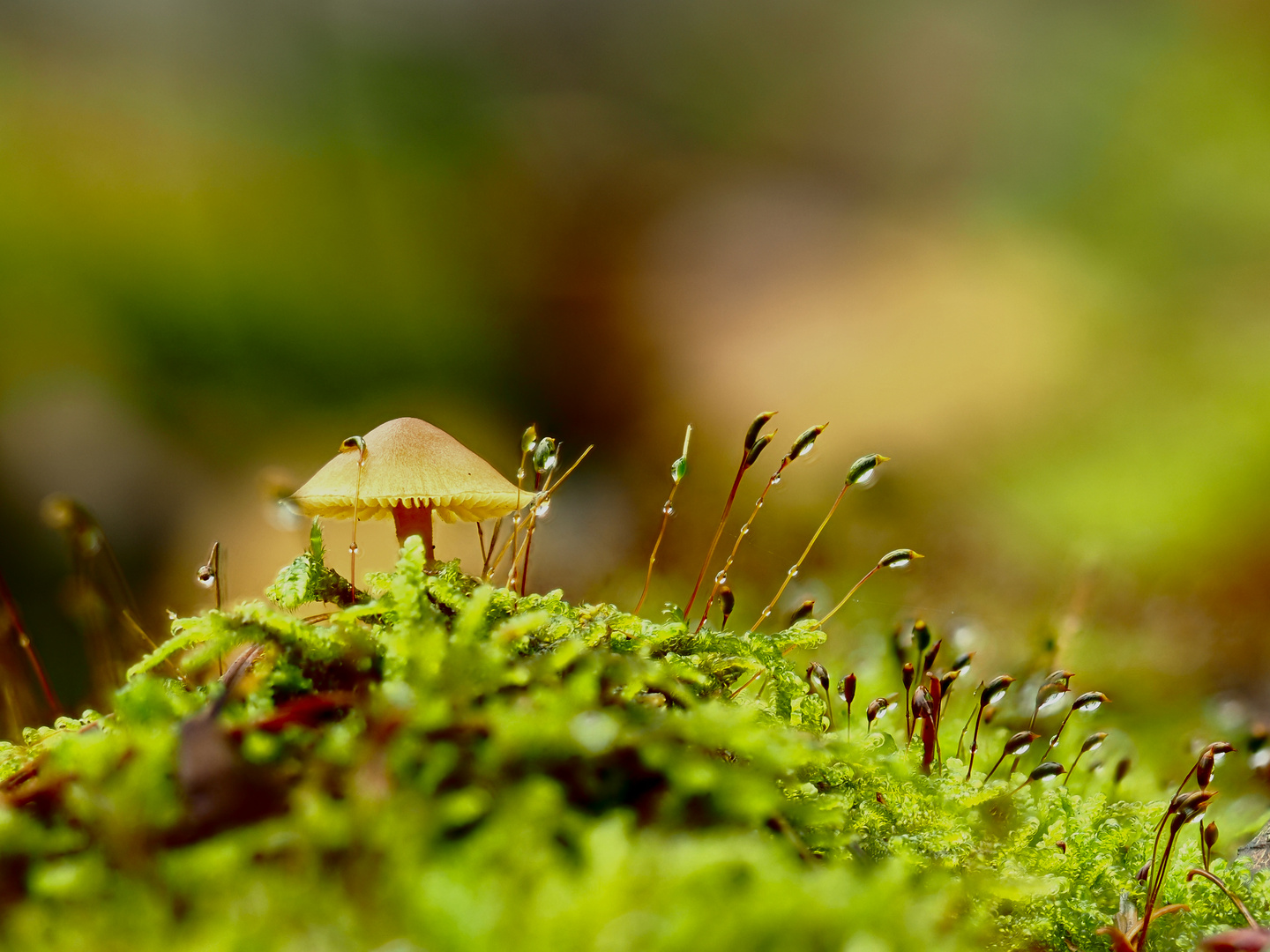 Einsamer Pilz