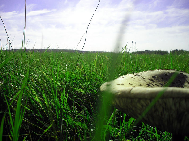 einsamer Pilz