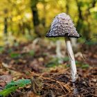 Einsamer Pilz