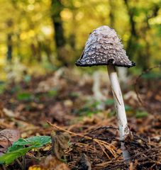 Einsamer Pilz