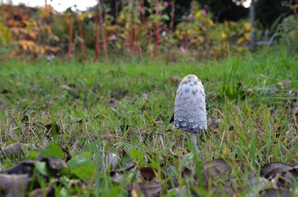 einsamer Pilz...