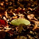 Einsamer Pilz im herbst