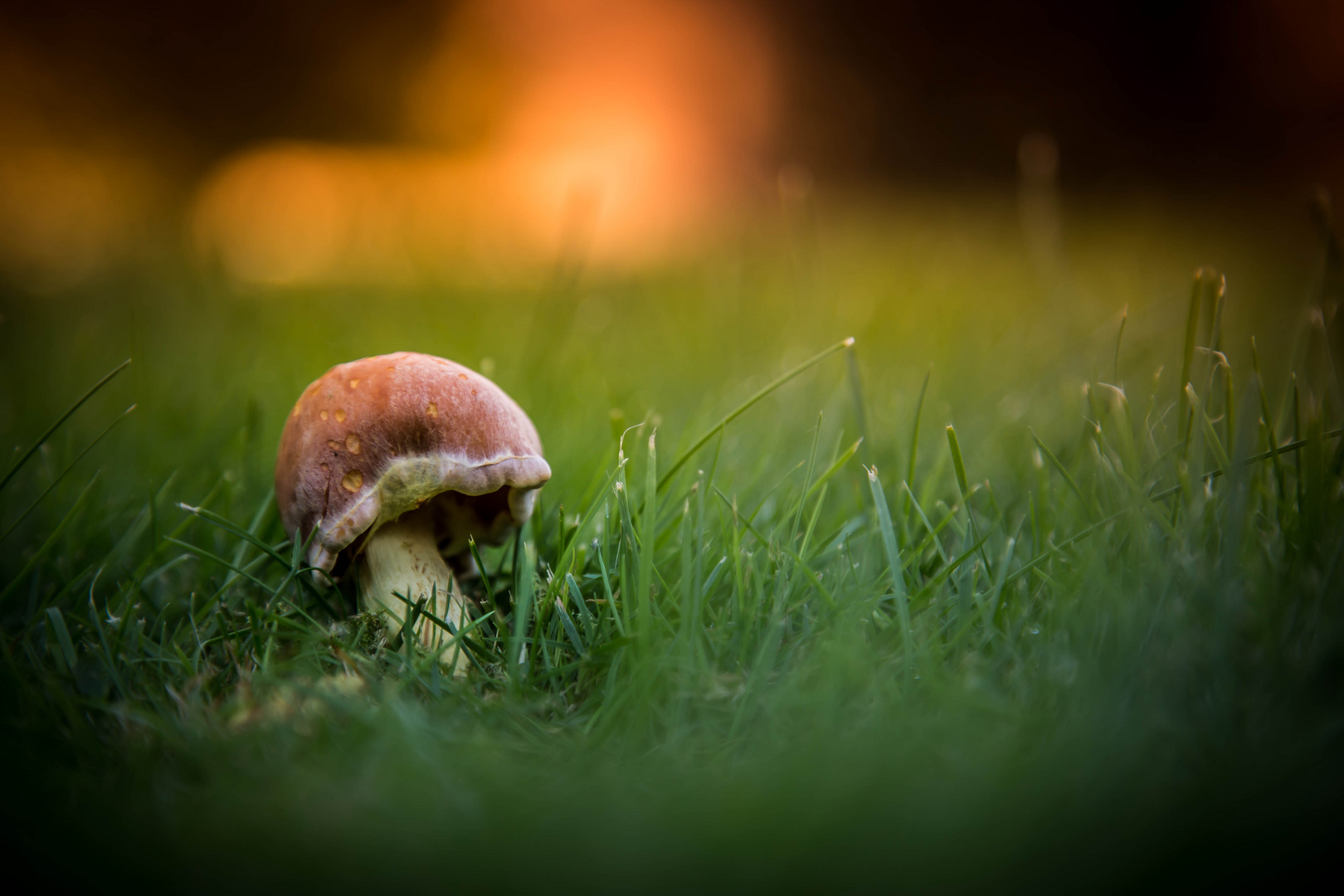 einsamer Pilz im Sonnenuntergang ;)