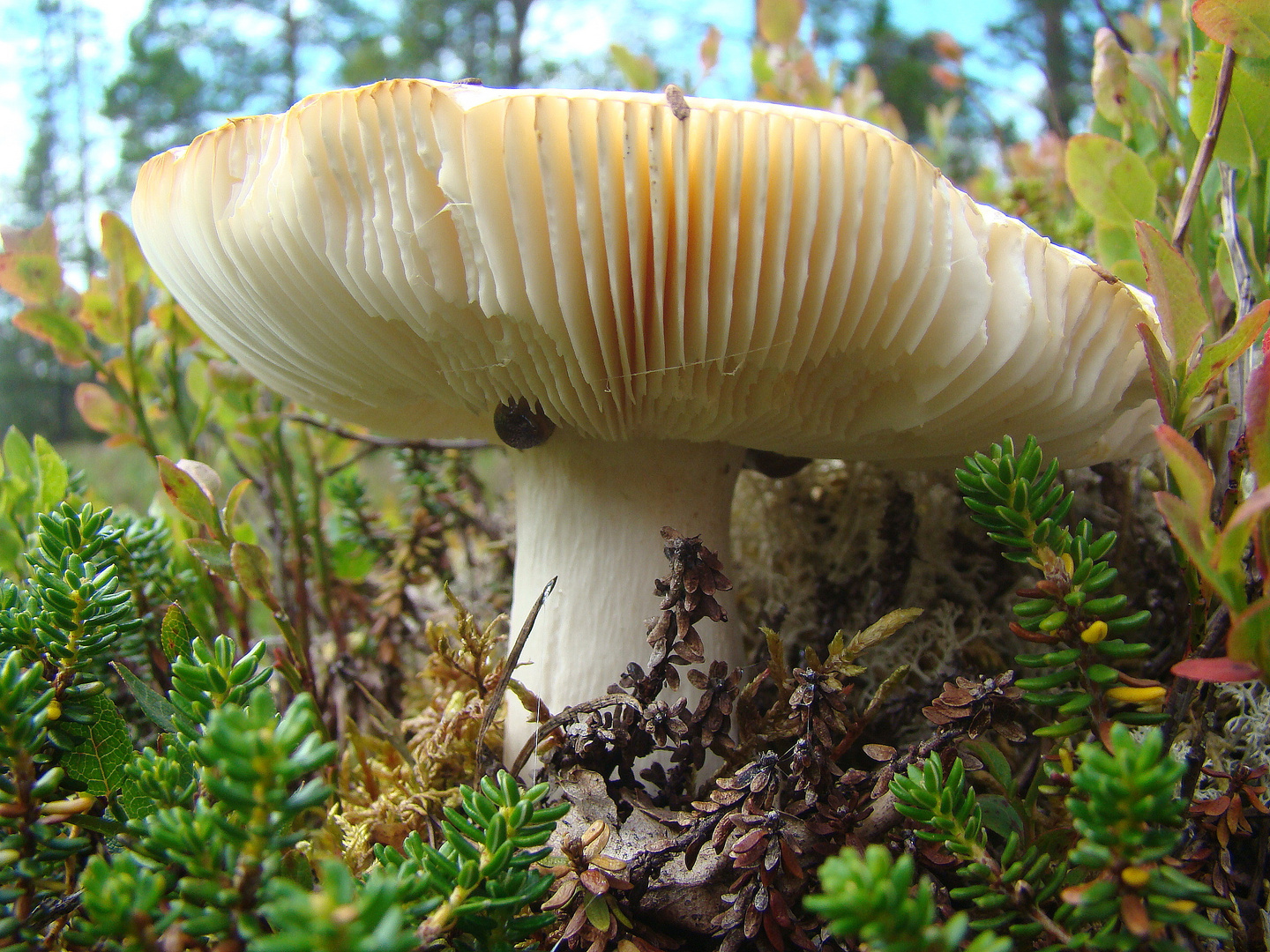 einsamer Pilz im Wald