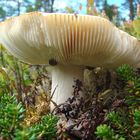 einsamer Pilz im Wald