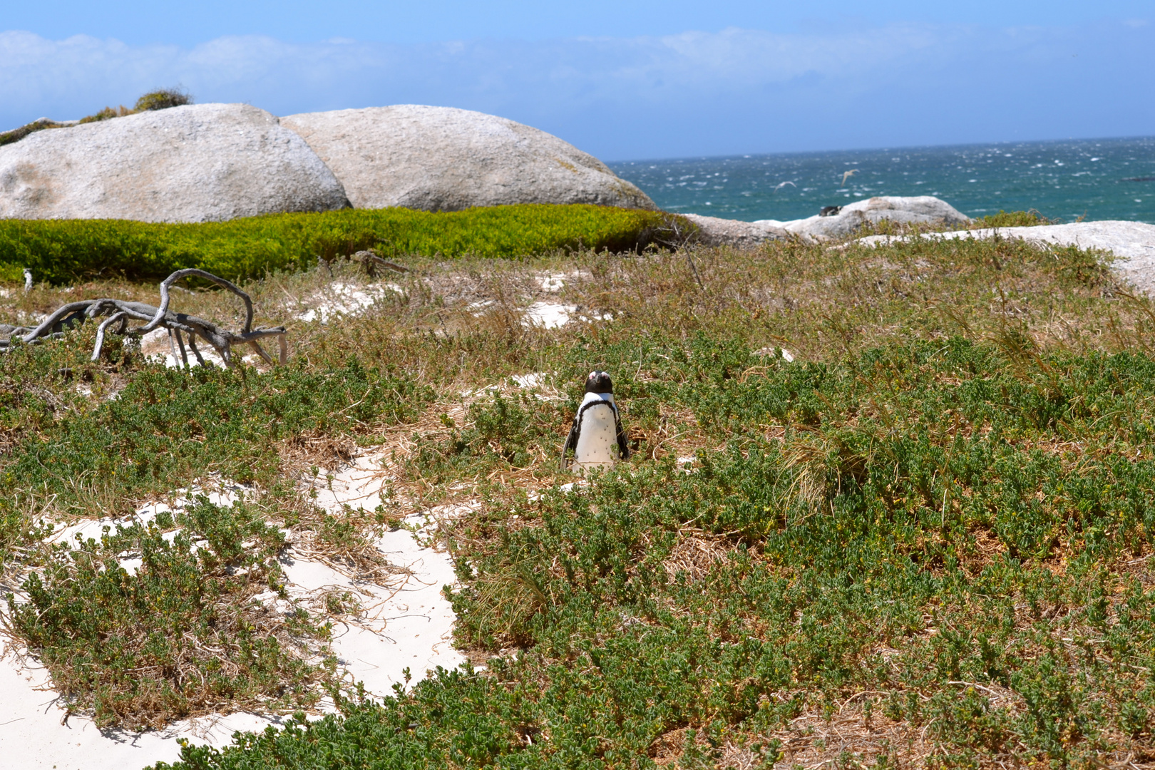 Einsamer Pinguin