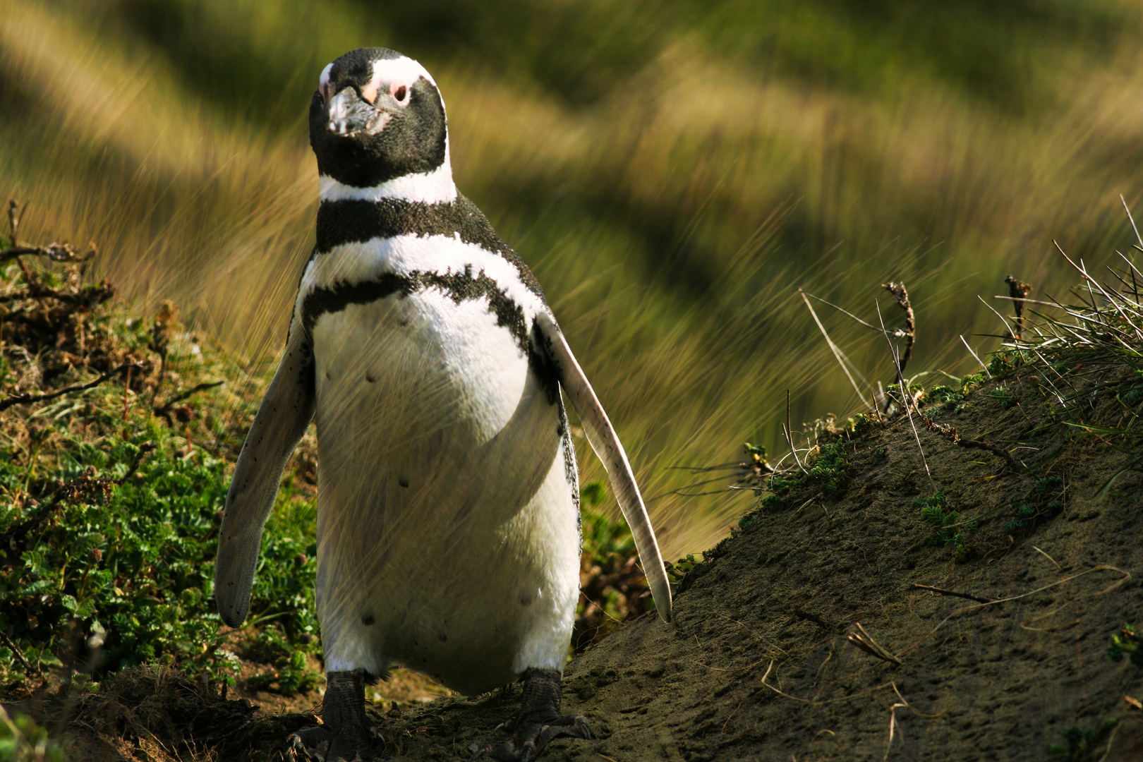 einsamer Pinguin