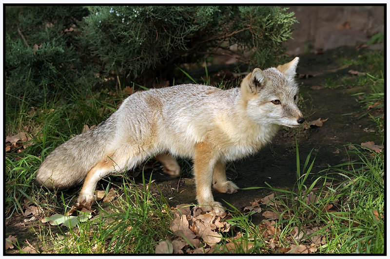 Einsamer Polarfuchs sucht Partner zum spielen.......