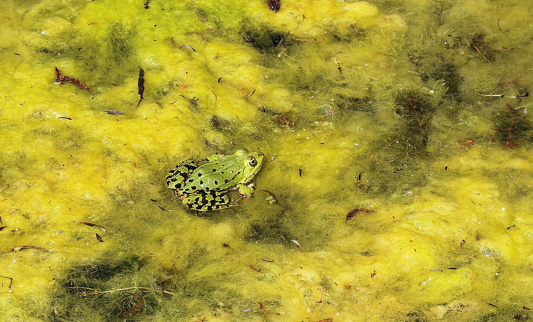 Einsamer Prinz