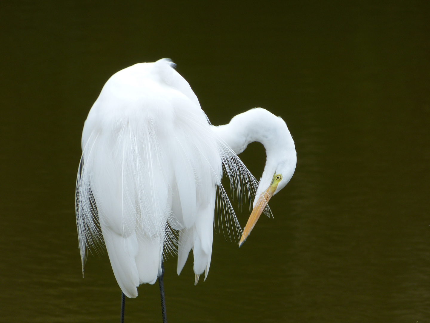 Einsamer Reiher am Teich