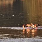 Einsamer Reiher in Gesellschaft von Nilgänsen in der Abendsonne.