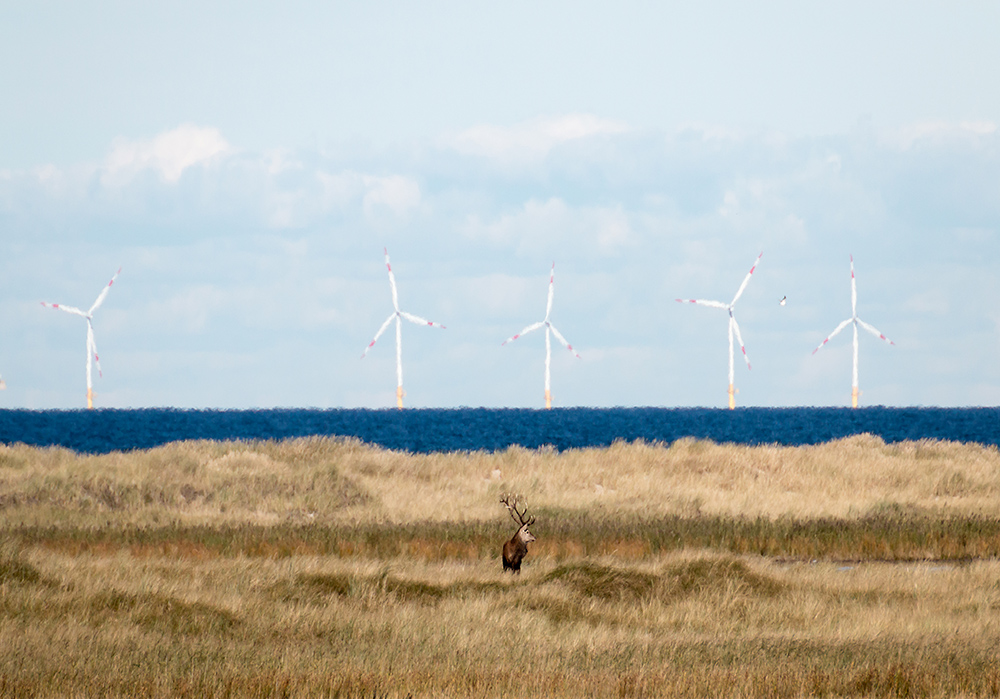 einsamer Rothirsch und die erneuerbaren Energien