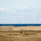 einsamer Rothirsch und die erneuerbaren Energien