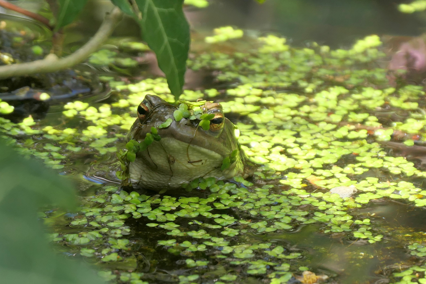 einsamer Sänger im Teich