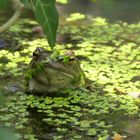 einsamer Sänger im Teich