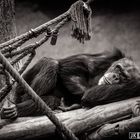 Einsamer Schimpanse ....