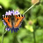 Einsamer Schmetterling