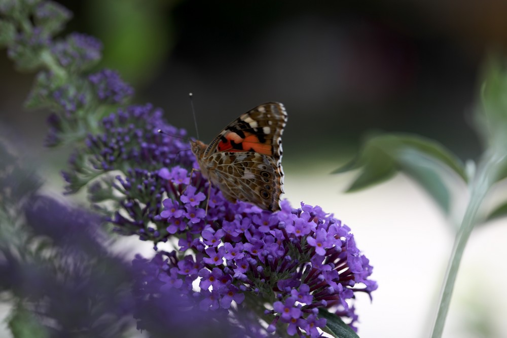 Einsamer Schmetterling auf einer Blüte