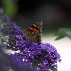 Einsamer Schmetterling auf einer Blüte