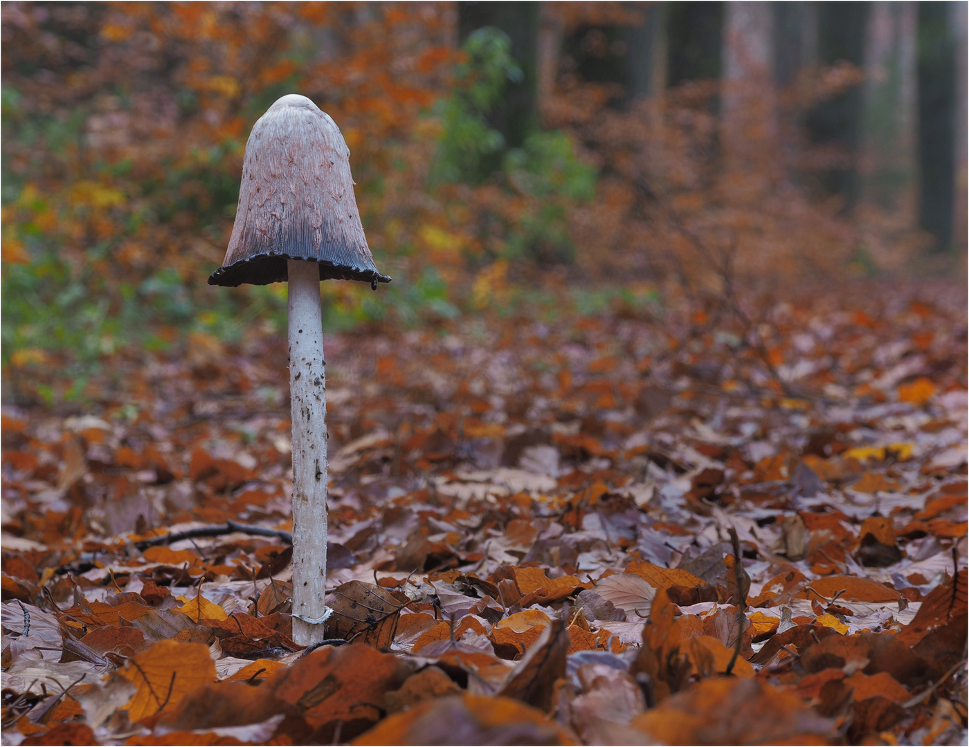 Einsamer Schopftintling im Vollherbst